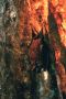 Amazonas06 - 430 * Bats resting in Galo de Serra (Rooster of the Mountains) cave near Iracema Falls.